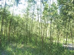 Image result for Acacia decurrens