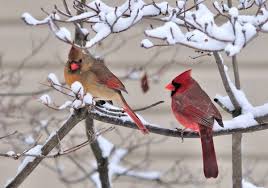 Free Download Cardinals In Snow3jpg 1200x841 For Your Desktop Mobile Tablet Explore 42 Cardinal Birds In Snow Wallpaper Cardinal Bird Wallpaper Free Cardinal Wallpaper Red Cardinal Wallpaper So i may have to take a real pic. cardinal birds in snow wallpaper