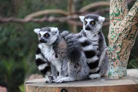 Melbourne Zoo Lema S At Their New Enclosure Melbourne Zoo Zoo Animals