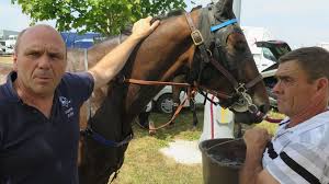 Il ne s'agit pas de relancer les calèches par des moyens détournés (elles ont vécu), ni de stationner le cheval au musée, mais de le garder présent dans le. Comment Les Chevaux De Course Endurent Ils Les Fortes Chaleurs