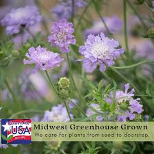 Image result for Scabiosa col.`Butterfly Blue`