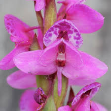 Image result for Disa welwitschii