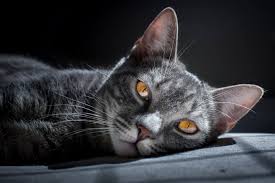 We also have a special connection to kansas city, as our national offices are located nearby in overland park. Kitty City Kansas Rescue Cat Foster And Adoption Organization