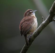 Cactus wren belongs to the family of troglodytidae. Carolina Wren Mystery Spots Sibley Guides