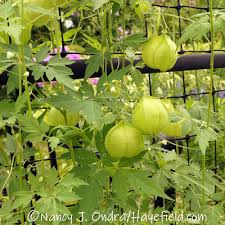 Image result for Cardiospermum