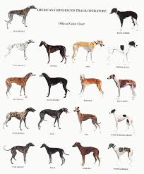 Greyhound Color Chart Love Black Black Brindles However A