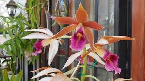 Image result for Phaius