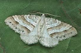 Image result for Mesotype parallelolineata