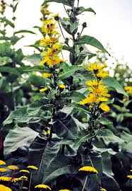 Image result for Inula