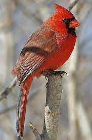 Small Birds That Look Like Cardinals Pin On Oi1