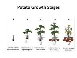 Continued root growth and tuber initiation (enlargement at the ends of rhizomes) are the keycharacteiistics ofthis stage. Ppt Harvest Operations Powerpoint Presentation Free Download Id 2461497