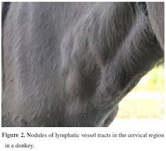 Image result for Glanders