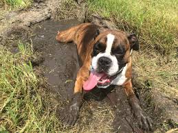 Check out our facebook look up pet diseases from a reliable information source find us on the map visit our website learn about our services * and much more! Veterinary Resources Veterinarian In Ashton Il Ashton Animal Clinic
