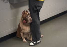 Moment 18-year-old #dog taken to be euthanized seen ...