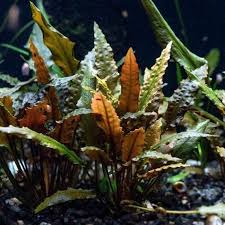 Pin On Water Plants