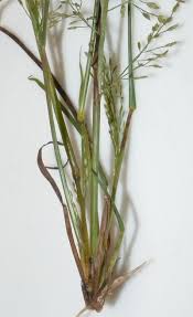 Image result for Eragrostis friesii