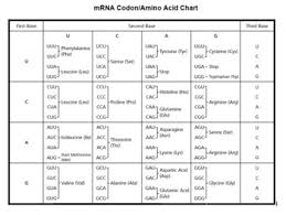 Translation Review Activity And Trna Cut Out Templates Protein Synthesis