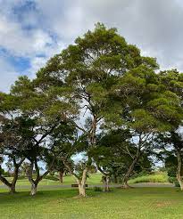 Confusa meaning confused or uncertain(69), or readily confused for another species(19). Ufei Selectree A Tree Selection Guide