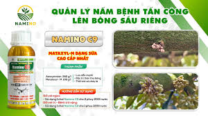 🌿 QUẢN LÝ NẤM BỆNH TẤN CÔNG BÔNG SẦU RIÊNG – GIẢI PHÁP HIỆU QUẢ TỪ NAMINO  🌿 Trong giai đoạn nhú mắt cua đến xổ nhụy, cây sầu riêng bắt đầu