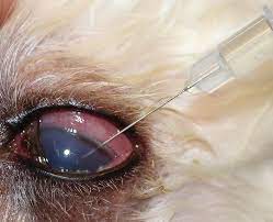 We have now placed twitpic in an archived state. Acute Glaucoma A True Emergency Today S Veterinary Practice