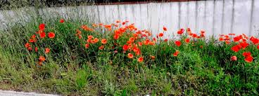 Le coquelicot est capable de colorer souvent outrageusement des champs entiers en rouge vif. Coquelicots Bleuets Et Marguerites Hommage A Pimprenelle