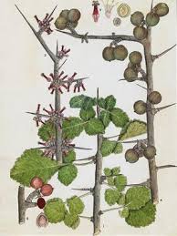 Image result for Commiphora africana