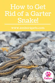 Maybe you would like to learn more about one of these? How To Get Rid Of A Garter Snake Embora Pets