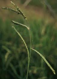 Image result for Paspalum