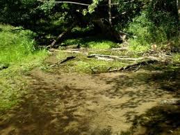Quicksand Cypress Swamp Country Roads Swamp