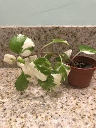 U0d0š0p0 0 'eeqš01ƒ8„, variegated elaeagnus: Love The Colors On This Variegated Swedish Ivy Houseplants
