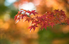 Some effects can create great. Bokeh Effect How To Make A Bokeh Background Adobe