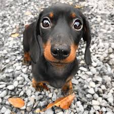 Black And White Dachshund Mix Look At Eye S Black Dachshund Mix Black Dachshund Dachshund Miniature Black Dachshund For Sale Near Me Dachs Mini Dachshund Daschund Dog Dachshund Puppies