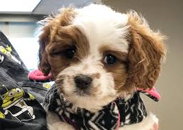 ︎ community pet care hospital. Killewald Small Animal Hospital Amherst Veterinarians