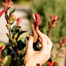 Glanzmispel 'Little Red Robin' Hochstamm kaufen