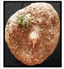 Image result for Corallocarpus epigaeus