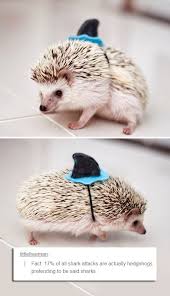 Hedgehogs Fact Hedgehog Pet Cute Baby Animals Cute Hedgehog