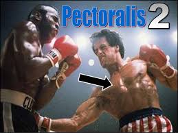 Radialis is used here to refer to the position of the muscle on radial side the forearm (that is, near or at the radius bone). Name That Muscle On Stallone Powerpoint Quiz Muscles Muscular Syste