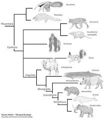 The Refined Fine Tuned Placental Mammal Family Tree Mammals Family Tree Placental