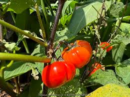 Image result for Solanum aethiopicum