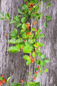 Image result for Putterlickia verrucosa