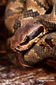 Cottonmouth mouth snake venomous fangs reptile stamp white coiled. One Of The Most Gorgeous Snakes I Saw In The Everglades Last Week Was This Baby Cottonmouth Such A Beauty Https Www Redbu Science And Nature Snake Reptilia