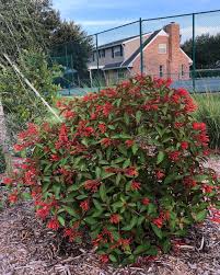 Image result for Hamelia patens