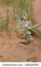 Image result for Philyrophyllum schinzii