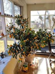 Three experts recommend the kaffir or thai lime tree for growing indoors, because the plant's leaves — not its fruit — are what most people pluck from it to use. 26 Tall Trees You Can Grow Indoors Best Indoor Trees Calamondin Orange Tree Potted Trees