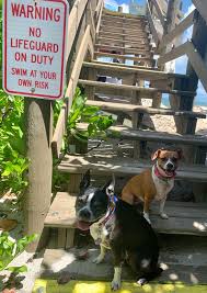 One dog or one cat is allowed per unit. Pet Friendly Beach House Rentals In Florida