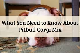 Thinking of buying a corgi beagle mix puppy? Mixed Dog Breed Information Pitbull Corgi 2021 Guide