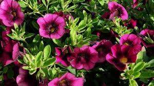 Check spelling or type a new query. This Year S Top 5 Spring Annuals Alsip Home Nursery