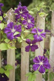 Schone Kletterpflanzen Italientische Waldrebe Auffallige Bluten Guter Sichtschutz Am Zaun Kletternde Blumen Kletterpflanzen Pflanzen