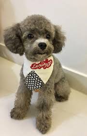 Poodles Are Usually Seen In Films As The Family Pet Of Choice Of A Trendy Character Or In Pet Dog Rev Toy Poodle Haircut Poodle Haircut Poodle Haircut Styles