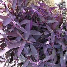 However, you should discourage your pooch from munching them. Is Spiderwort Toxic To Dogs Online